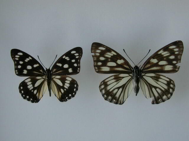 ゴマダラチョウ ==